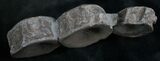 Three Associate Ichthyosaur Vertebrae - Germany #8217-5